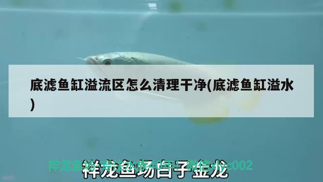 底濾魚缸溢流區(qū)怎么清理干凈(底濾魚缸溢水) 泰龐海鰱魚