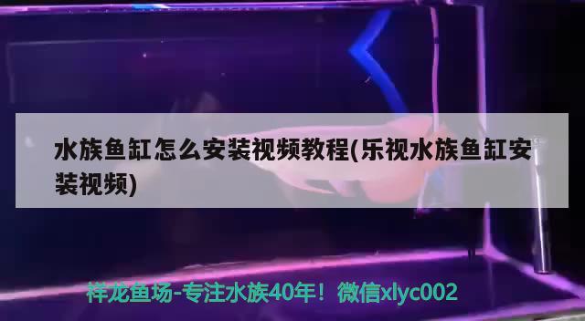 廣州最大水族批發(fā)市場在哪個位置（廣州大型水族市場） 白化火箭魚