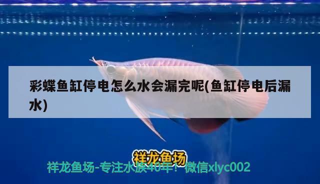 武漢金龍魚公司員工招聘流程視頻  龍魚批發(fā) 第2張