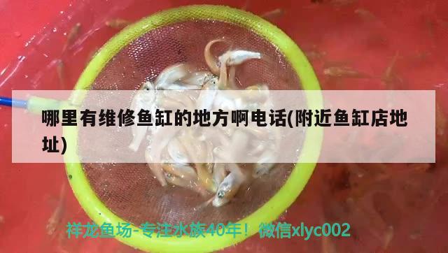 哪里有維修魚缸的地方啊電話(附近魚缸店地址) 七彩神仙魚