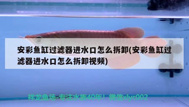 安彩魚(yú)缸過(guò)濾器進(jìn)水口怎么拆卸(安彩魚(yú)缸過(guò)濾器進(jìn)水口怎么拆卸視頻) 白化巴西龜（白巴）