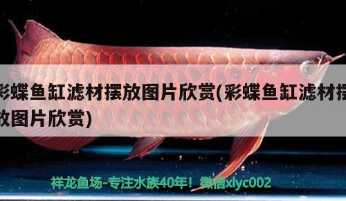 彩蝶魚缸濾材擺放圖片欣賞(彩蝶魚缸濾材擺放圖片欣賞)