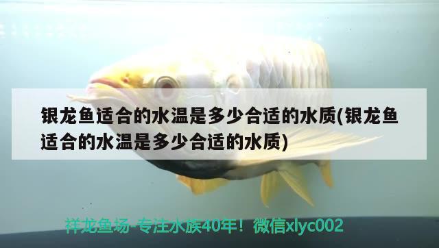 什么魚南方魚缸養(yǎng)不容易死，冷水魚排名前十名 養(yǎng)魚的好處 第2張