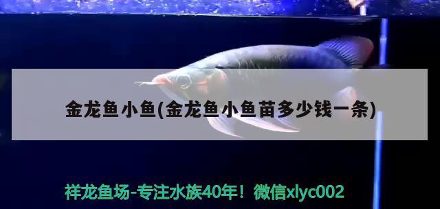 金龍魚小魚(金龍魚小魚苗多少錢一條)