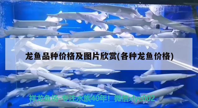 龍魚品種價格及圖片欣賞(各種龍魚價格)