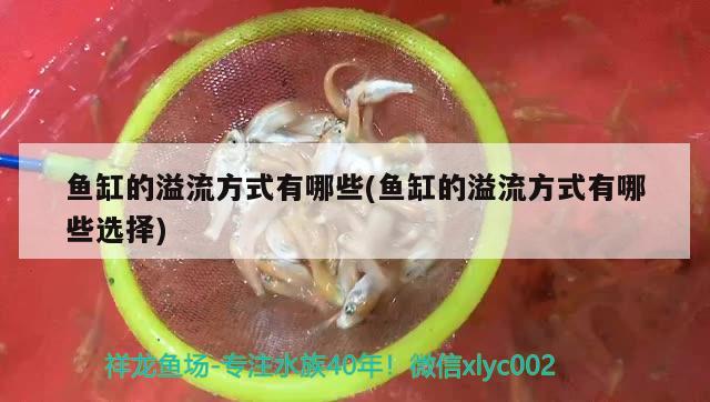 魚缸的溢流方式有哪些(魚缸的溢流方式有哪些選擇) 噴點(diǎn)菠蘿魚