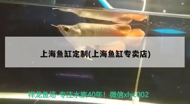 上海魚缸定制(上海魚缸專賣店) 巴卡雷龍魚