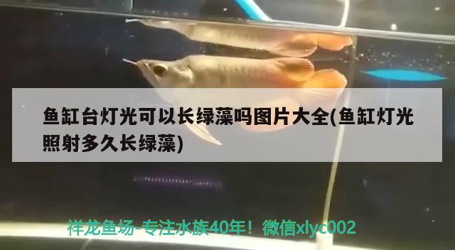 魚缸過濾球使用方法(魚缸過濾球使用方法視頻) 狗頭魚