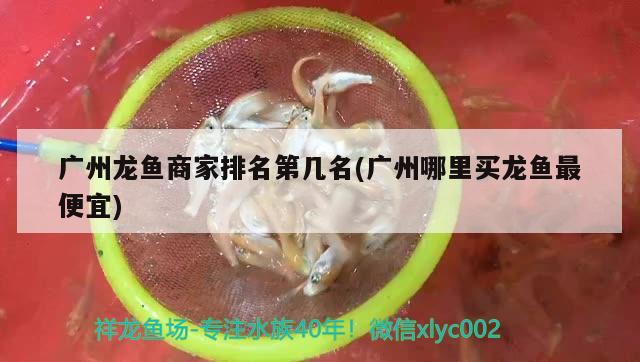 廣州龍魚商家排名第幾名(廣州哪里買龍魚最便宜)