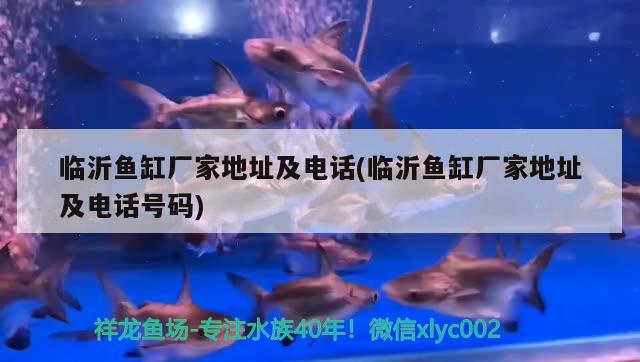 臨沂魚缸廠家地址及電話(臨沂魚缸廠家地址及電話號碼) 肺魚