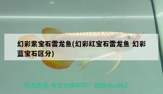 幻彩紫寶石雷龍魚(幻彩紅寶石雷龍魚幻彩藍寶石區(qū)分)