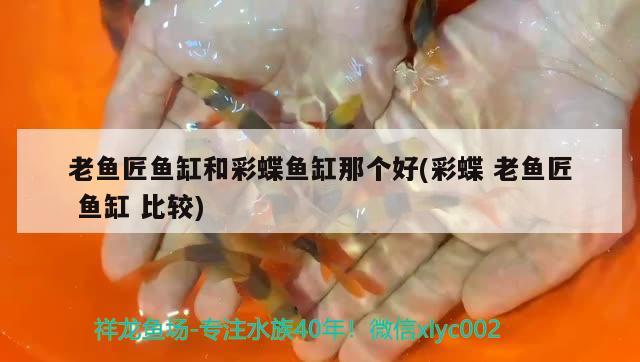 老魚匠魚缸和彩蝶魚缸那個好(彩蝶老魚匠魚缸比較)