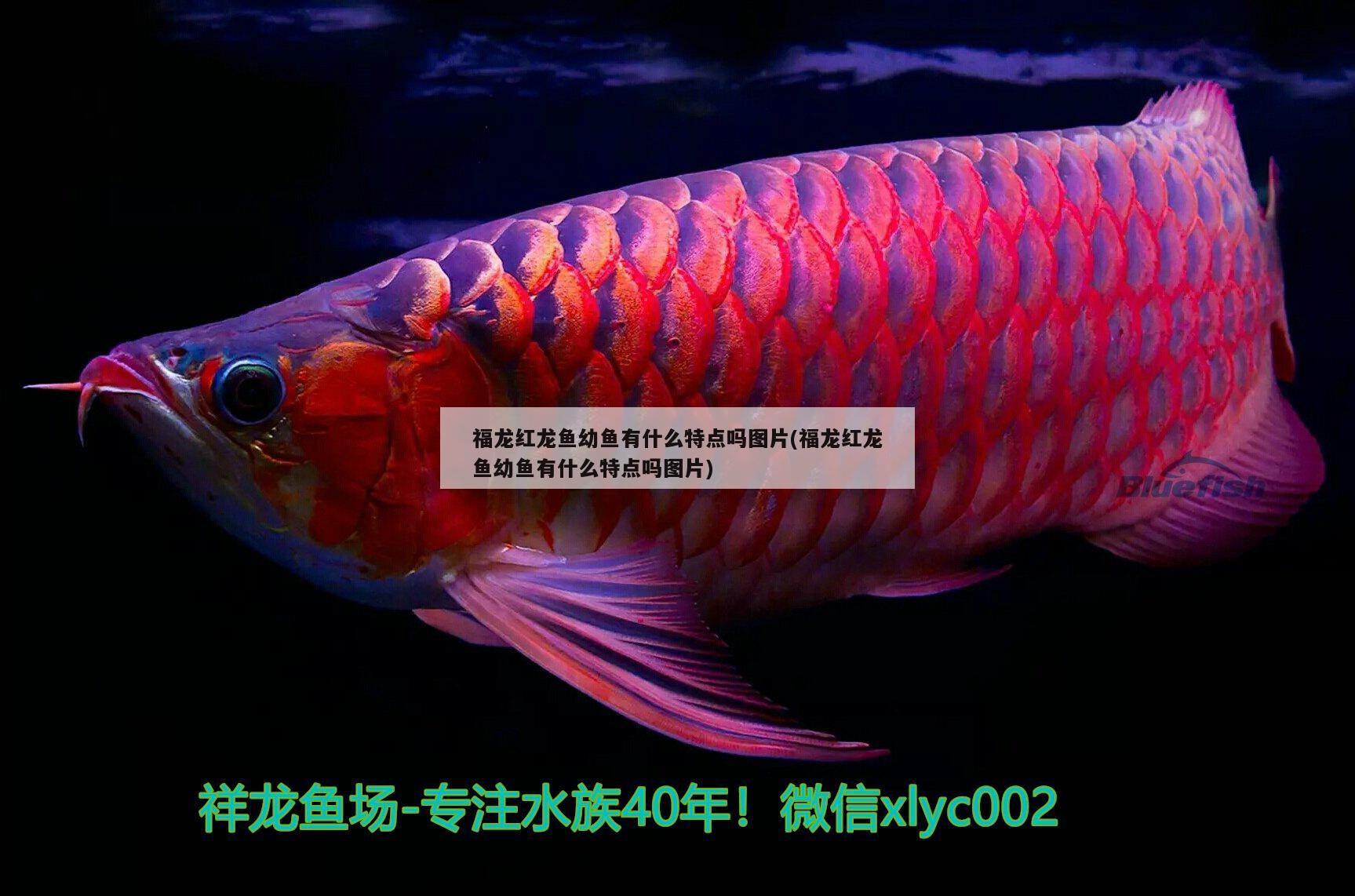 福龍紅龍魚幼魚有什么特點嗎圖片(福龍紅龍魚幼魚有什么特點嗎圖片) 帝王迷宮魚