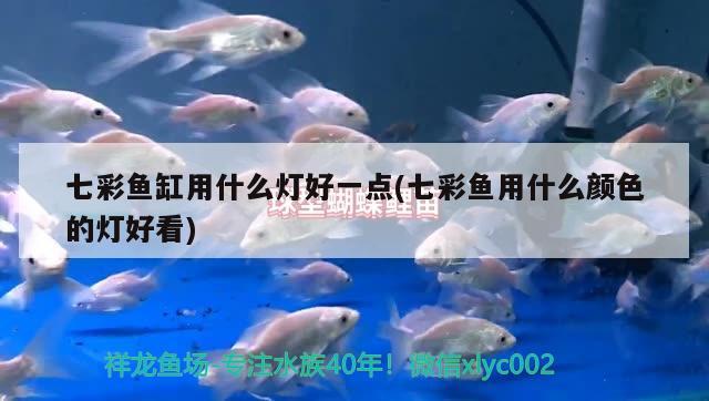 七彩魚缸用什么燈好一點(七彩魚用什么顏色的燈好看) 水族燈（魚缸燈）