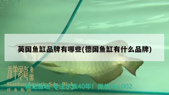 魚缸松皮石造景適合養(yǎng)什么魚選擇合適的魚缸松皮石造景的好處，魚缸松皮石造景適合養(yǎng)什么魚 白子關(guān)刀魚苗 第2張