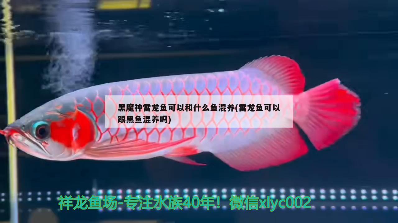 黑魔神雷龍魚可以和什么魚混養(yǎng)(雷龍魚可以跟黑魚混養(yǎng)嗎) 祥龍金禾金龍魚