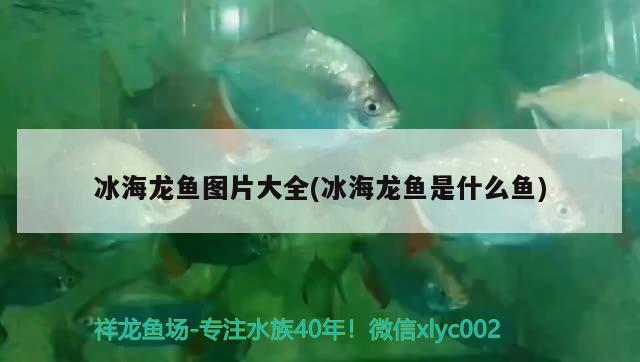 冰海龍魚圖片大全(冰海龍魚是什么魚)