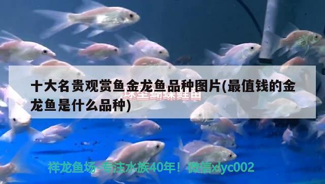 十大名貴觀賞魚金龍魚品種圖片(最值錢的金龍魚是什么品種) 狗仔（招財貓)魚苗