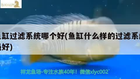 七彩魚缸高度是多少(養(yǎng)七彩用多大魚缸) 白子銀龍苗（黃化銀龍苗）