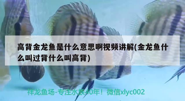 高背金龍魚是什么意思啊視頻講解(金龍魚什么叫過背什么叫高背)