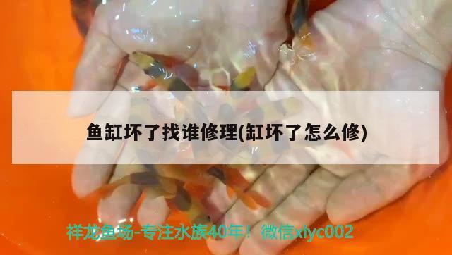 魚(yú)缸壞了找誰(shuí)修理(缸壞了怎么修) 帝王血鉆魚(yú)