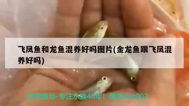 飛鳳魚和龍魚混養(yǎng)好嗎圖片(金龍魚跟飛鳳混養(yǎng)好嗎)