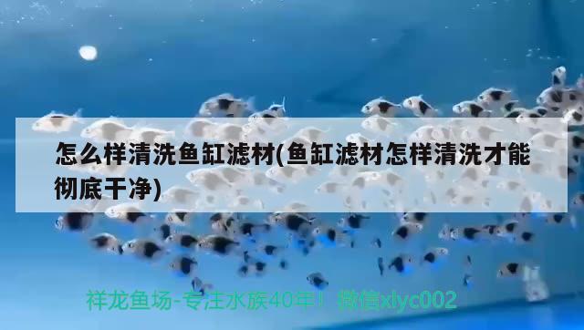 怎么樣清洗魚缸濾材(魚缸濾材怎樣清洗才能徹底干凈) 熱帶魚魚苗批發(fā)