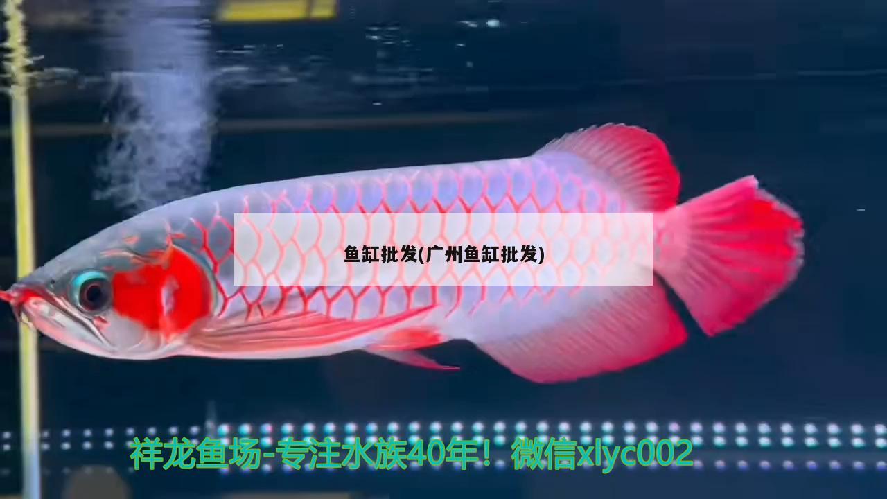 魚缸批發(fā)(廣州魚缸批發(fā)) 紅龍福龍魚