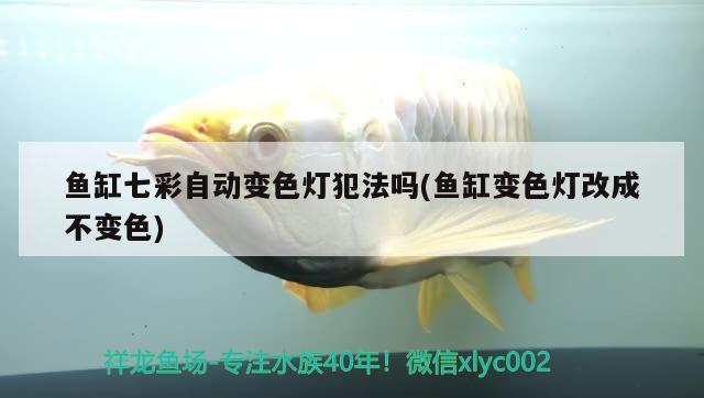 魚缸七彩自動變色燈犯法嗎(魚缸變色燈改成不變色) 龍魚批發(fā)