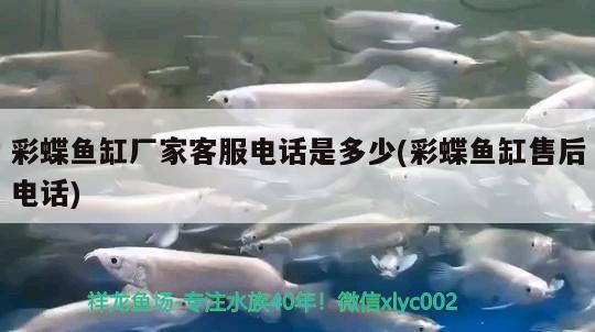 彩蝶魚缸廠家客服電話是多少(彩蝶魚缸售后電話) 白子銀版魚