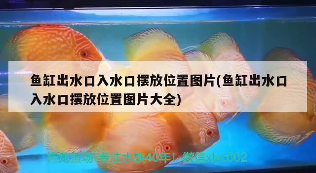 魚缸出水口入水口擺放位置圖片(魚缸出水口入水口擺放位置圖片大全)