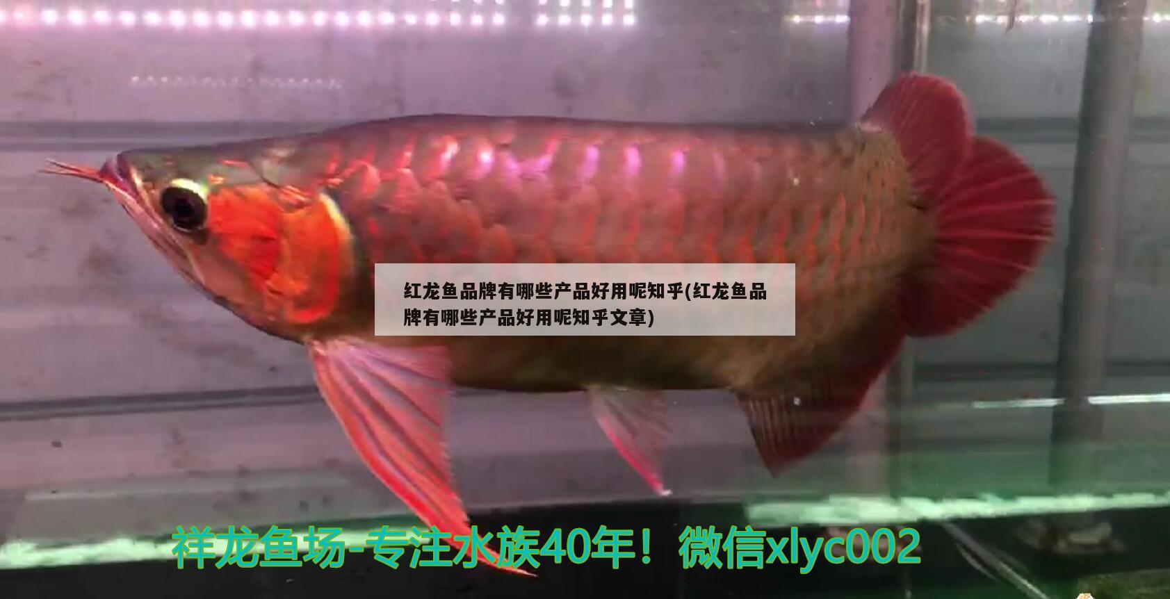 紅龍魚品牌有哪些產(chǎn)品好用呢知乎(紅龍魚品牌有哪些產(chǎn)品好用呢知乎文章) 賽級紅龍魚