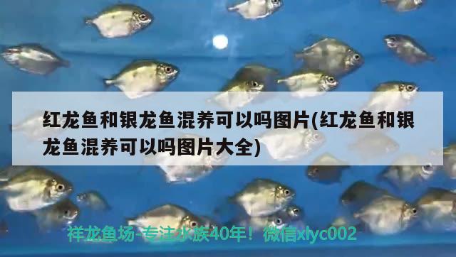 紅龍魚(yú)和銀龍魚(yú)混養(yǎng)可以嗎圖片(紅龍魚(yú)和銀龍魚(yú)混養(yǎng)可以嗎圖片大全)