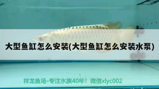 月光魚（月光魚和孔雀魚可以混養(yǎng)嗎） 觀賞蝦蟹等飼料 第3張