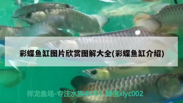 魚缸什么牌子的質(zhì)量好耐用(魚缸哪個(gè)牌子的最省心最好用) 除藻劑