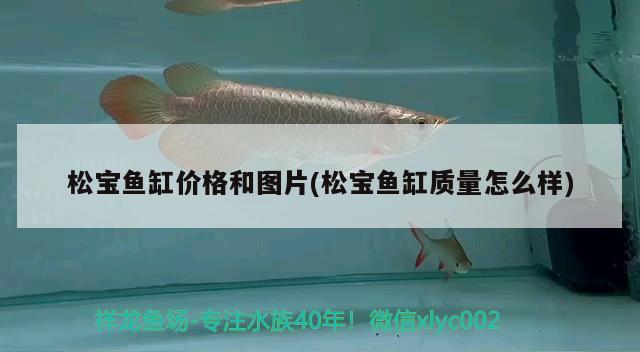 魚缸怎么畫簡單又漂亮（800大小魚缸怎樣裝飾）