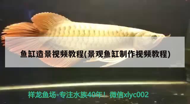 魚缸造景視頻教程(景觀魚缸制作視頻教程)