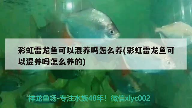 彩虹雷龍魚可以混養(yǎng)嗎怎么養(yǎng)(彩虹雷龍魚可以混養(yǎng)嗎怎么養(yǎng)的)