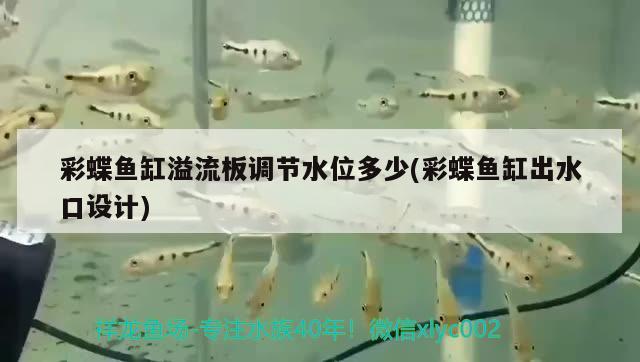 彩蝶魚(yú)缸溢流板調(diào)節(jié)水位多少(彩蝶魚(yú)缸出水口設(shè)計(jì))