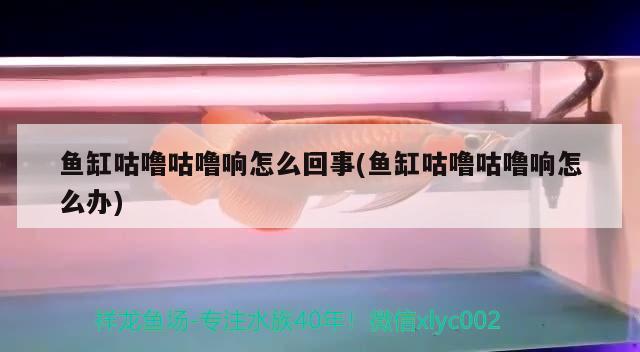 魚缸咕嚕咕嚕響怎么回事(魚缸咕嚕咕嚕響怎么辦) 三間鼠魚