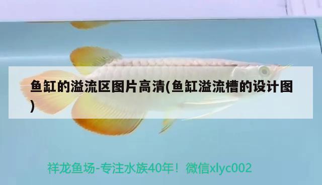 玩三湖工作室 帝王迷宮魚 第3張