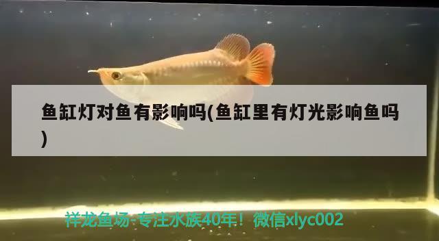 魚缸燈對(duì)魚有影響嗎(魚缸里有燈光影響魚嗎)