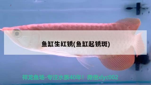 魚缸質(zhì)量問題在哪投訴最有效(魚缸售后怎么投訴) 狗仔招財貓魚