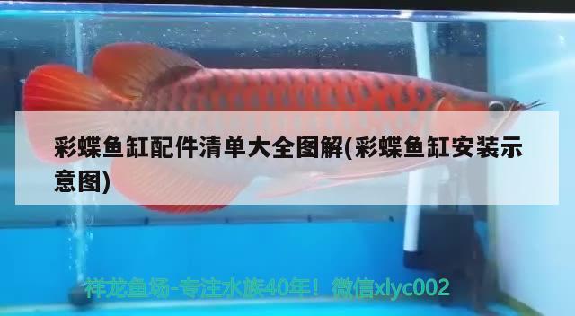 彩蝶魚(yú)缸配件清單大全圖解(彩蝶魚(yú)缸安裝示意圖) 黃吉金龍（白子金龍魚(yú)）