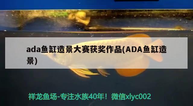 ada魚缸造景大賽獲獎作品(ADA魚缸造景) 觀賞魚批發(fā)