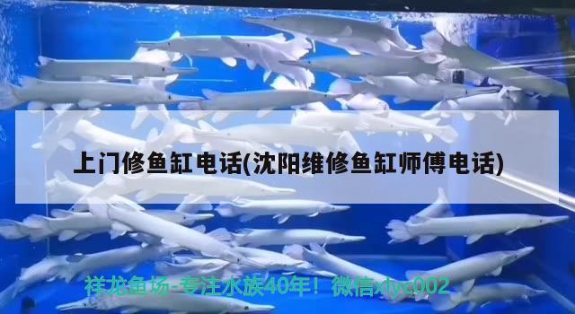 上門修魚缸電話(沈陽維修魚缸師傅電話) 泰龐海鰱魚