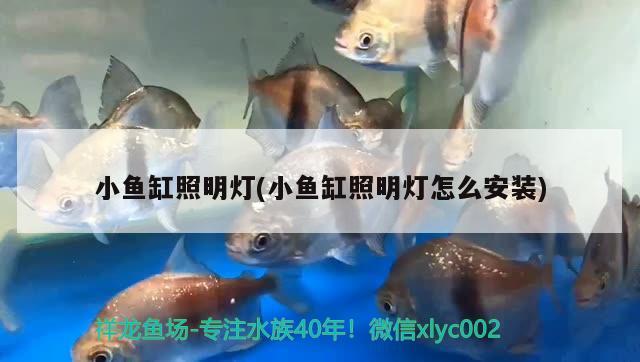 小魚(yú)缸照明燈(小魚(yú)缸照明燈怎么安裝)