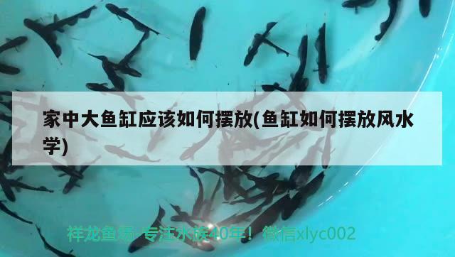 象山魚家傲花店 全國水族館企業(yè)名錄 第2張