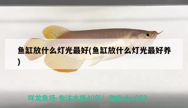 魚缸放什么燈光最好(魚缸放什么燈光最好養(yǎng)) 巨骨舌魚