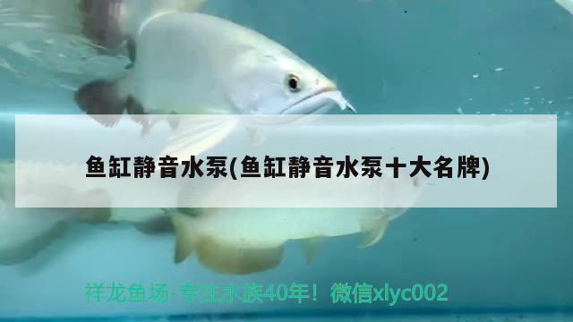 魚缸靜音水泵(魚缸靜音水泵十大名牌) 埃及神仙魚